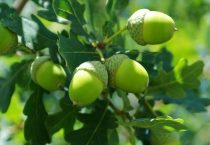 冰糖橙是几个月的季节性水果？冰糖橙和果冻橙哪个好？