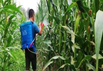 玉米杀菌剂有哪些？