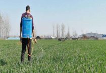 小麦除草剂什么时候打