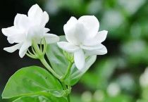 哪种茉莉花好养香味浓郁