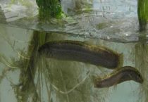 泥鳅吃鱼的粪便吗？