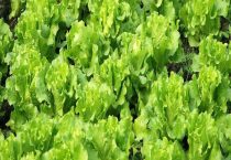 广东6月份适合种植什么菜