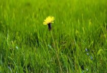 狼尾草和狗尾草有什么区别？？什么样的狼尾草好