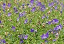 常见的中草药饲料添加剂有哪些？