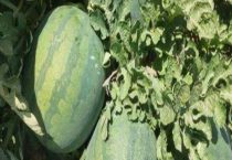 无籽西瓜是转基因吗？