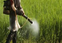 烯草酮与精喹禾灵区别？