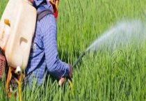 西草净低温时对水稻有药害吗？