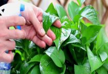 啤酒是磷肥还是氮肥