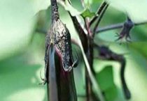 茄子多久施肥一次