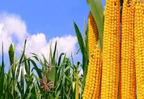 登海618玉米品种介绍