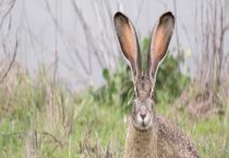 现在养殖什么最稳定又最赚钱