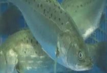 海鲈鱼和淡水鲈鱼的区别？