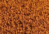 脱壳丰年虾卵能直接喂鱼吗？