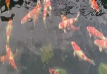 锦鲤吃水草吗？