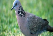 斑鸠是国家保护动物吗？