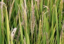 水稻从破口到齐穗需要多久？