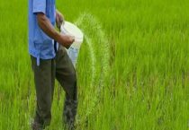 氯化钾肥料能用在什么植物上