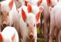 非洲猪瘟多久可以过安全期