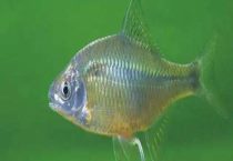 鳑鲏鱼没有河蚌能繁殖吗？