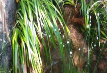 石菖蒲种植三年亩产多少斤