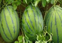 西瓜属于果实吗？