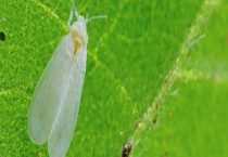 吡虫啉治白粉虱吗？