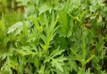 阳台种艾草可以驱蚊吗？