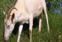 山羊拉稀怎么治最快