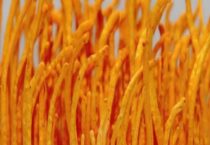 蛹虫草素的提取技术