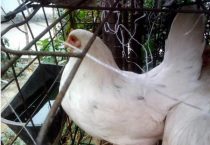 种什么药材最赚钱