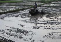 水田淹水期不宜施用哪种氮肥