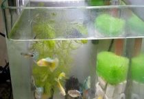 雨水可以直接养鱼吗？