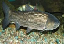 食草鱼类有哪些？