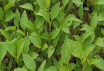 辣椒苗只剩杆还能活吗？