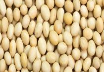 黄豆是氮肥还是钾肥