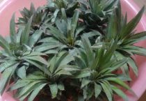 什么样的菠萝好？在选择菠萝时 请注意以下几点