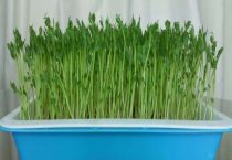 豆苗是用什么豆长出来的