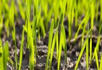 多少是云苔素拌麦种