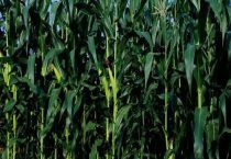 士惠628玉米种介绍