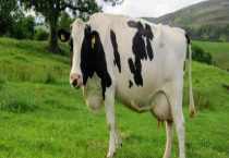 奶牛为什么会一直产奶