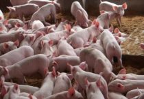 选择野猪的多久？