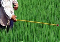 氯氟吡啶酯除草剂除水田什么草？