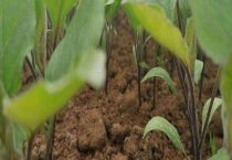 茄子苗移栽后要每天浇水吗？