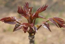 黑豚的营养价值