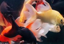 龙凤锦鲤什么颜色好