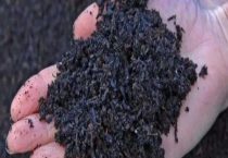 撒完草木灰后需要浇水吗？