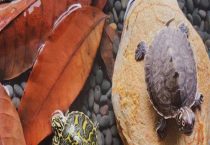 龙眼叶养龟有用吗？