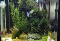 开缸第一天可以放硝化细菌吗？