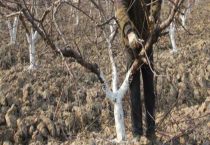 桃树修剪时间和多久？