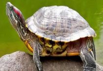 巴西龟吃鱼吗？